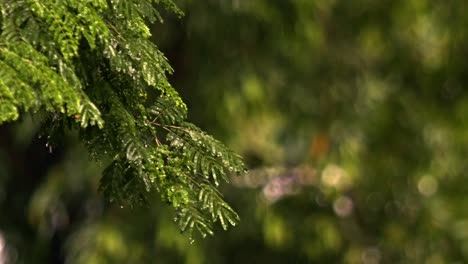 Las-Fuertes-Lluvias-Sobre-Las-Hojas-De-Las-Plantas-Crean-Una-Escena-Fascinante-Mientras-Caen-Las-Gotas.