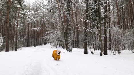 Bosque-Cubierto-De-Nieve