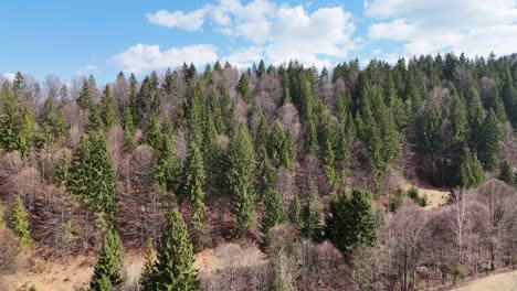 Dichter-Wald-Im-Bucegi-Gebirge,-Aufgenommen-An-Einem-Klaren-Tag-Mit-Blauem-Himmel-Und-Vereinzelten-Wolken