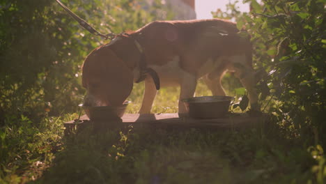 dog on leash eating from metal bowl placed on wooden plank in outdoor garden surrounded by greenery, with sun reflecting warmly on surroundings, another bowl sits beside the dog