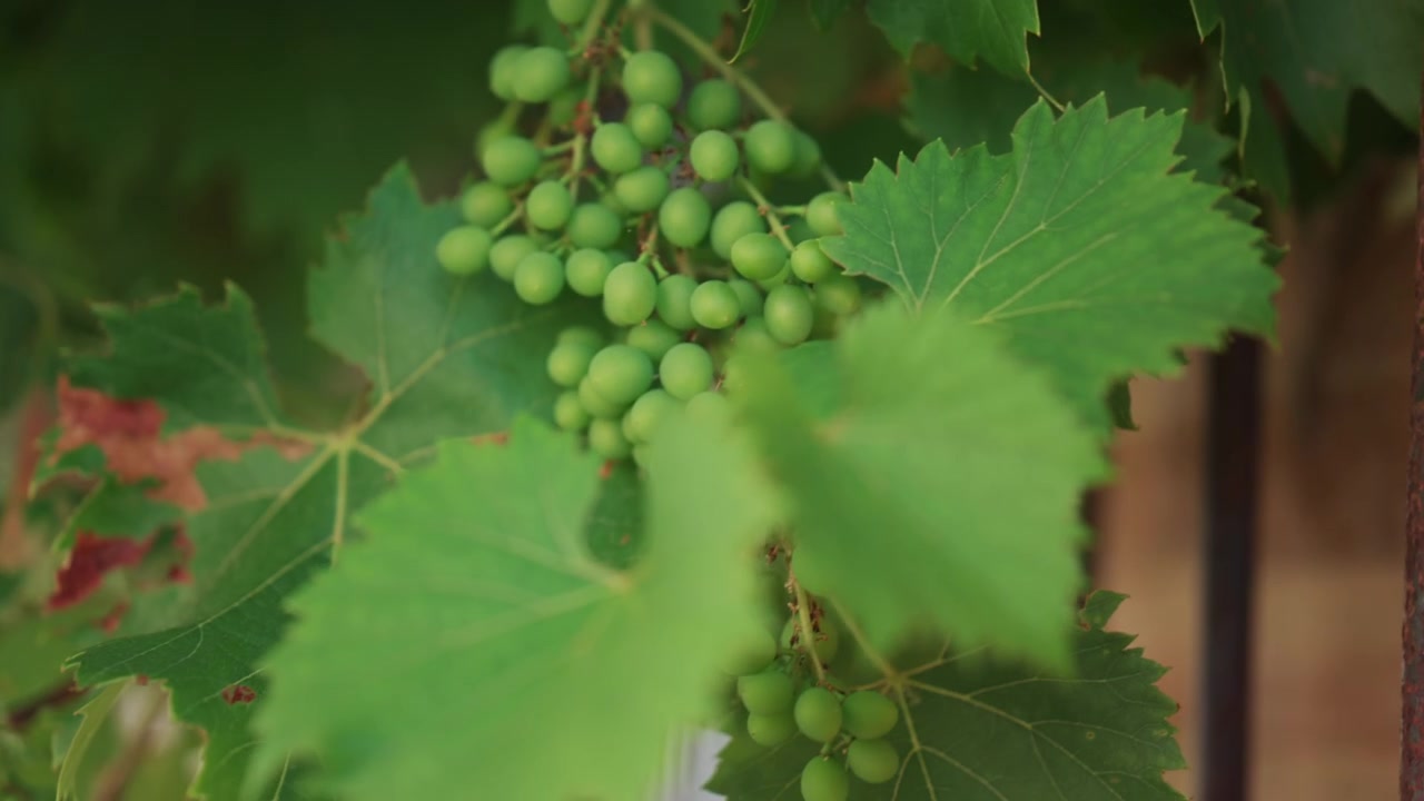 Primo piano di uva verde acerba che cresce su una vite, circondata da foglie lussureggianti e un morbido bokeh naturale in un tranquillo ambiente di vigneto.