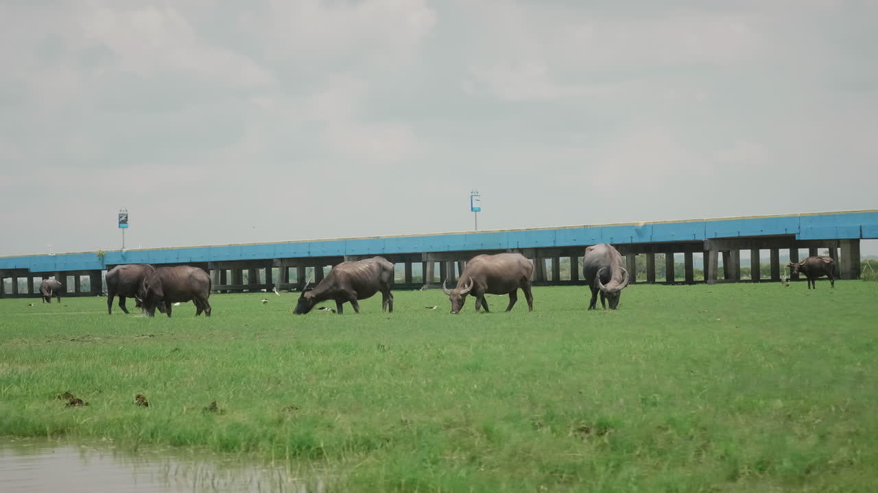 국립 공원 에서 야생 버팔로 의 클로즈업