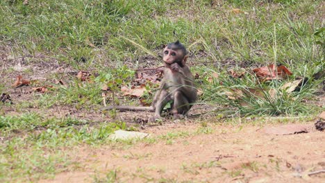 small macaque monkey eating grass