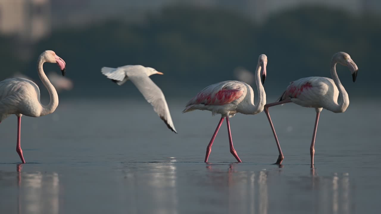 aves migratorias de invierno mayores flamencos vagando en los remansos del mar poco profundo durante la marea baja - bahrein