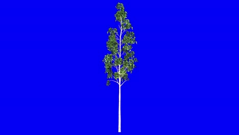 árbol de aspera europeo en 3d con efecto viento en pantalla azul animación en 3d