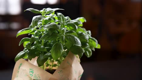 fresh basil plant