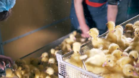 henhouse workers are putting down one of the boxes with ducklings