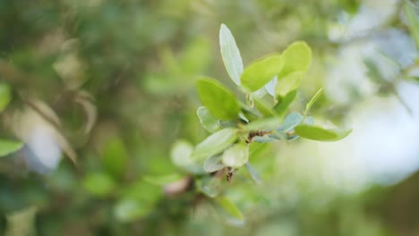 a small branch blows gently in the spring time breeze of a forest