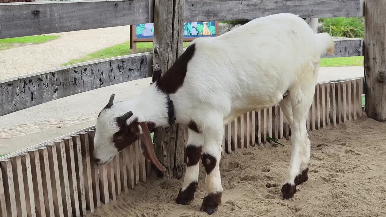 어린 염소 한 마리