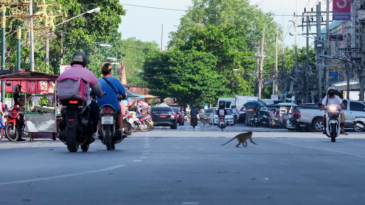 4K Two reckless Long Tailed Macaque monkeys crossing the street in urban environment with motorcycles commuting on the road with roadside hawker stalls at a popular tourist spot in Lop Buri Thailand.