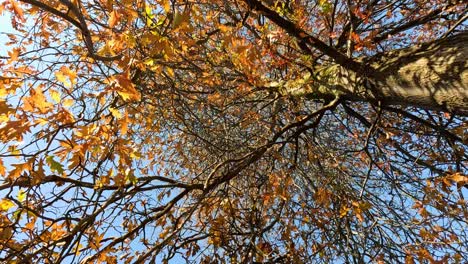 maple tree with autumn leaves in melbourne