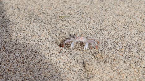 small crab runs into hole in sand