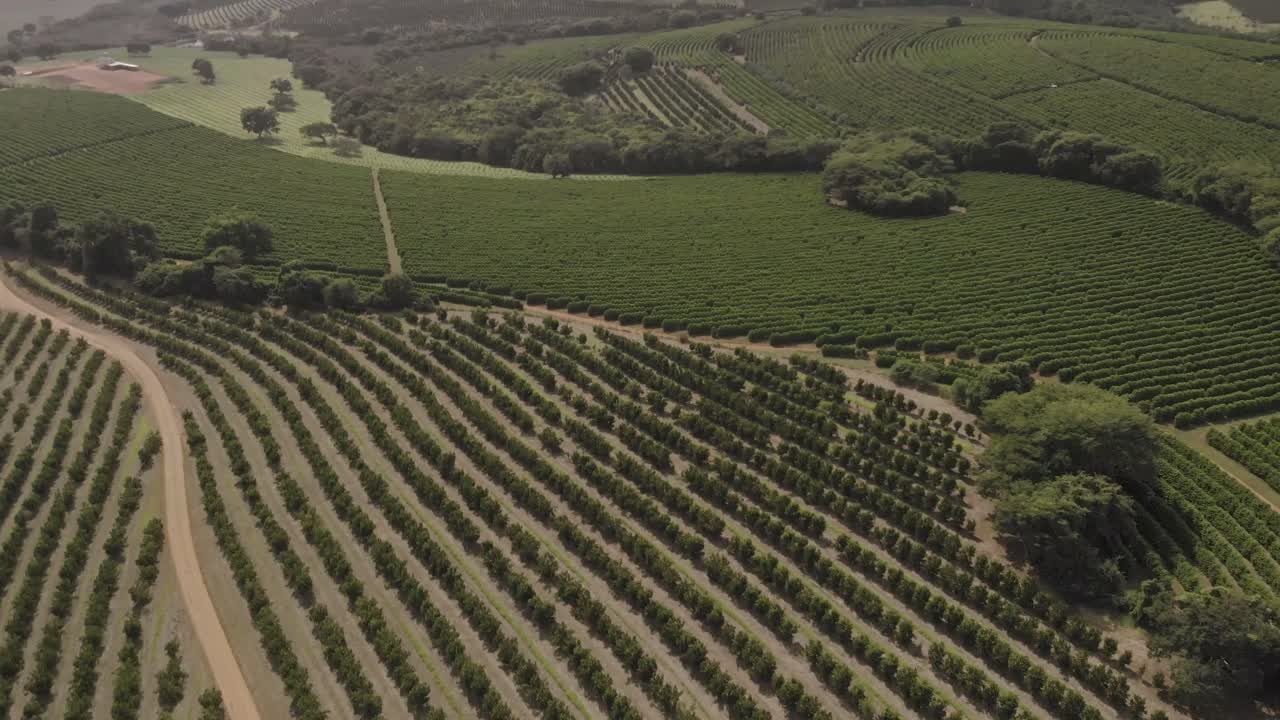 bellas imágenes aéreas sobrevolando plantaciones de café y naranjas