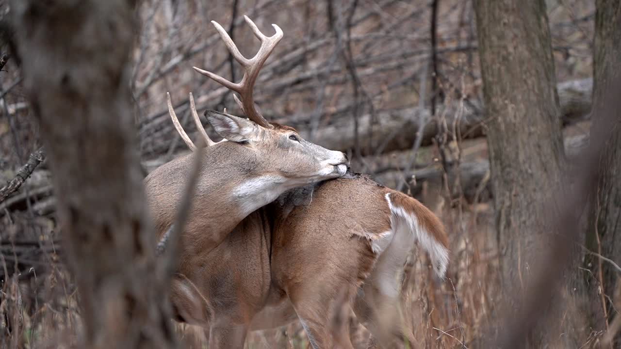 un gran cuervo blanco se lamia a sí mismo
