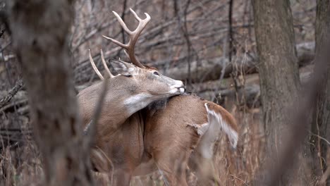 a large whitetail buck licking itself