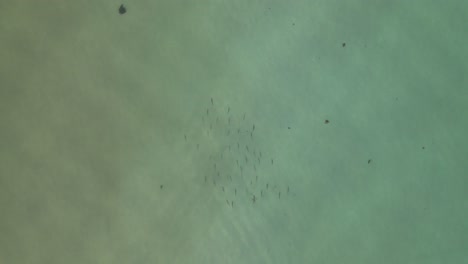 pistas aéreas verticales escuela de grandes peces nadando en aguas poco profundas
