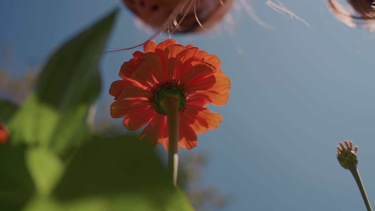 Zinnia arancione da angolazione bassa sotto il cielo, persona china sul fiore, mano che sfiora i petali, ciocche di capelli retroilluminate che catturano la luce del sole, sole caldo che illumina petali traslucidi, foglie verdi in primo piano