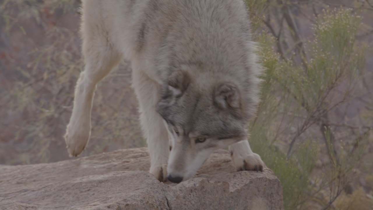 lobo gris en cámara lenta saltando sobre una roca