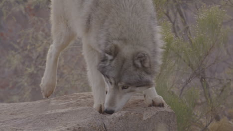 grey wolf slow motion jumping on a rock