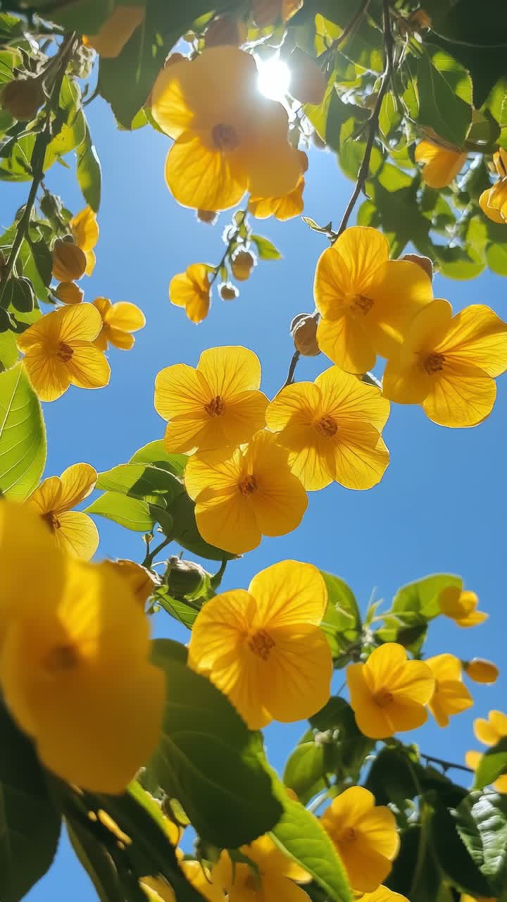 Upward angle captures vibrant yellow flowers against a clear blue sky, creating a fresh, lively