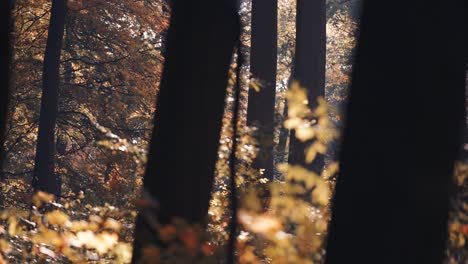 autumn leaves slowly fall backlit by the warm sun