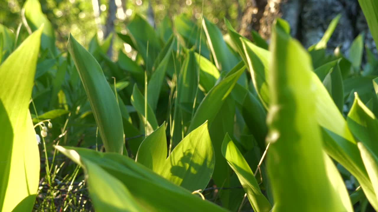 toma panorámica de flores de lirio de los valles a la hora dorada, iluminación natural