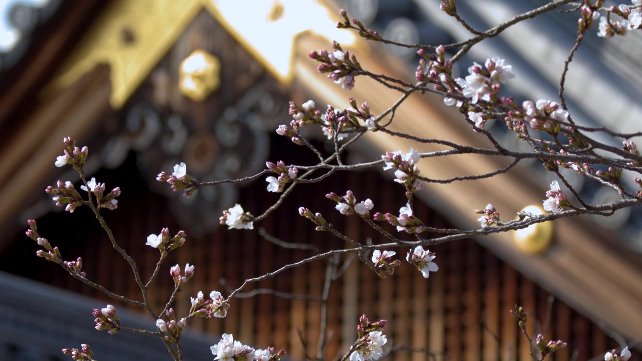 Delicati boccioli e fiori di sakura ondeggiano dolcemente davanti a un tetto dorato di un santuario giapponese a Kyoto.