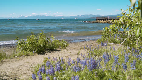 Olas-Rompiendo-En-La-Orilla-Del-Lago-Tahoe-Con-Flores-Silvestres-De-Lavanda-En-Primer-Plano-Y-Montañas-Nevadas-De-Sierra-Nevada-En-Segundo-Plano