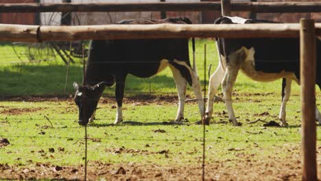 Dairy-Cows-grazing-on-green-grass