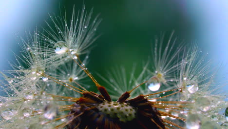 Dew Drops on a Dandelion Seed Head