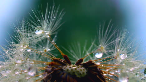 dew drops on a dandelion seed head