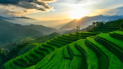 una vista de un campo de arroz verde con el sol poniéndose en el fondo