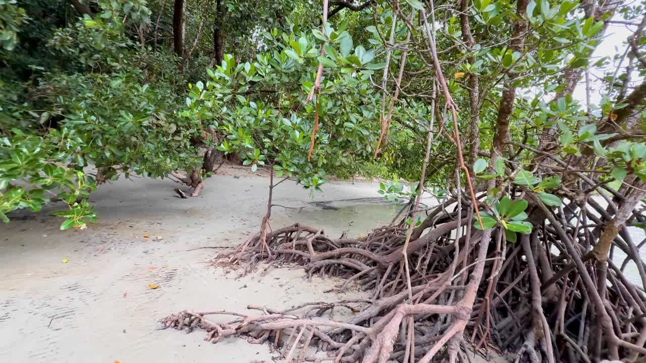Lågvinkelspårningsbild av mangroveträd, exponerade rötter och grönt bladverk på sandstrand