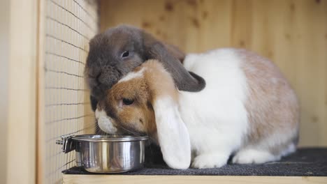 Two-bunnies-in-love,-drinking-water-from-the-bowl,-handheld-closeup-in-UHD