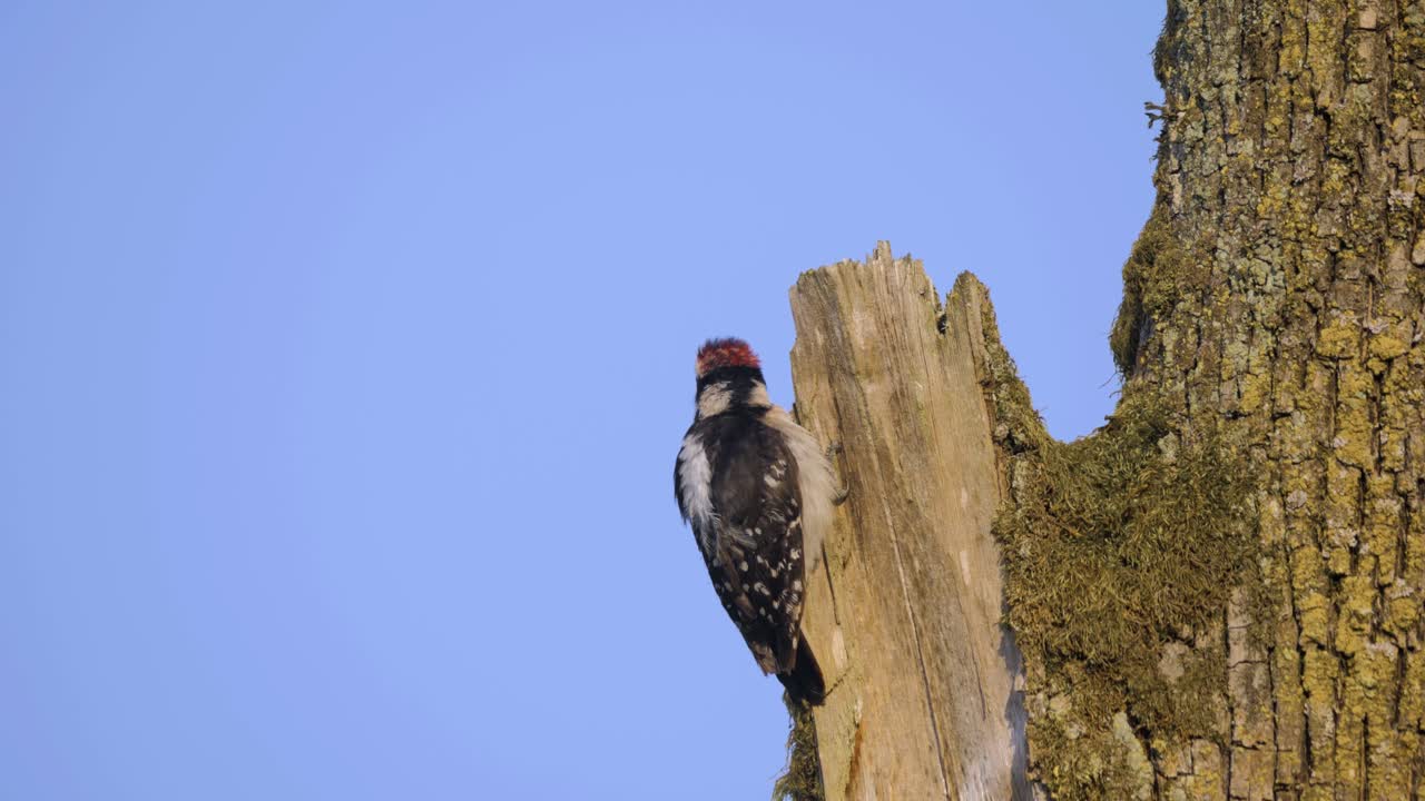 Pileated Woodpecker bird pecking wood bark tree blue sky summer day wide shot