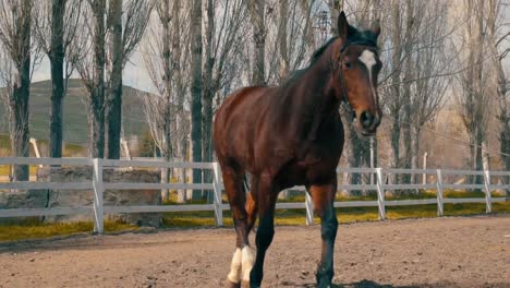 Pferd-Auf-Einem-Bauernhof,-Zeitlupenvideosequenz-Eines-Pferdes,-Das-Sich-An-Einem-Sonnigen-Tag-In-Einem-Umzäunten-Holzbereich-Bewegt