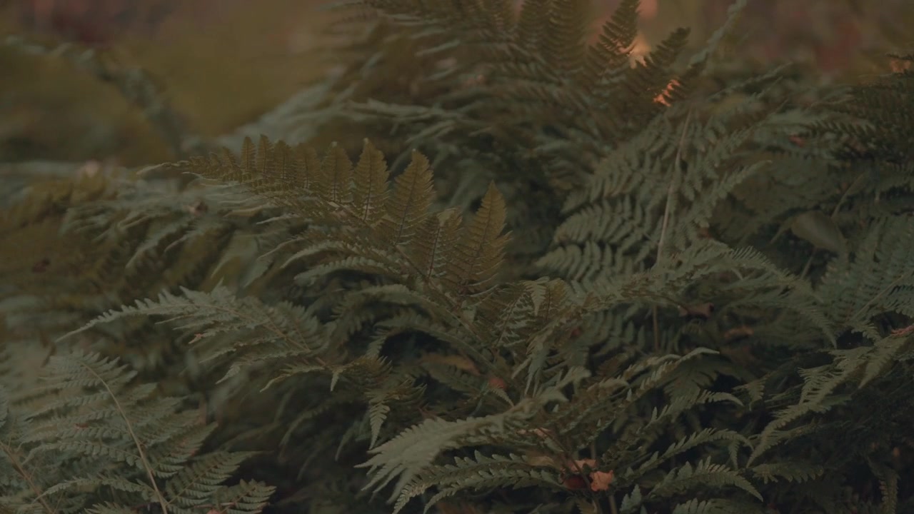 A short video of lush green ferns, gently swaying in the gentle breeze
