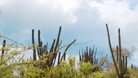 Low-angle-view-of-tall-cacti-in-Curacao,-Dutch-Caribbean-on-cloudy-day