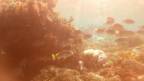 coral reef underwater scene with fish