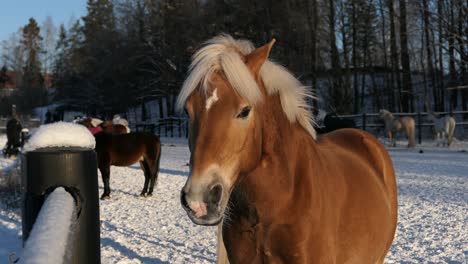 Hermoso-Caballo-En-El-Paddock-De-Invierno,-Caballos-En-El-Fondo,-Campo