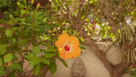 Hermosa-Flor-Amarilla-En-Un-Lugar-Con-Varios-árboles