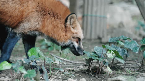 Rotfuchs-Schnüffelt-Einige-Pflanzen-Im-Zao-Fuchsdorf-In-Miyagi,-Japan