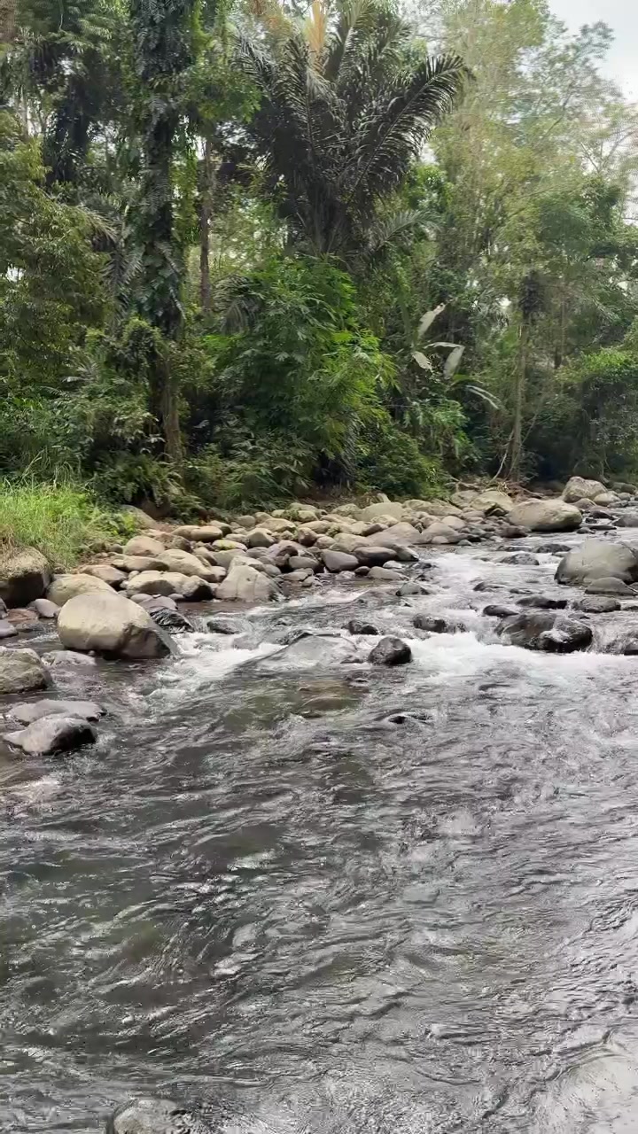 Fiume sereno che scorre attraverso una lussureggiante giungla tropicale