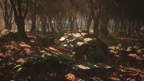 enchanted forest in magical light