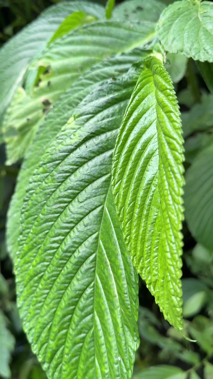 Primo piano di foglie verdi vibranti e texturizzate nella natura