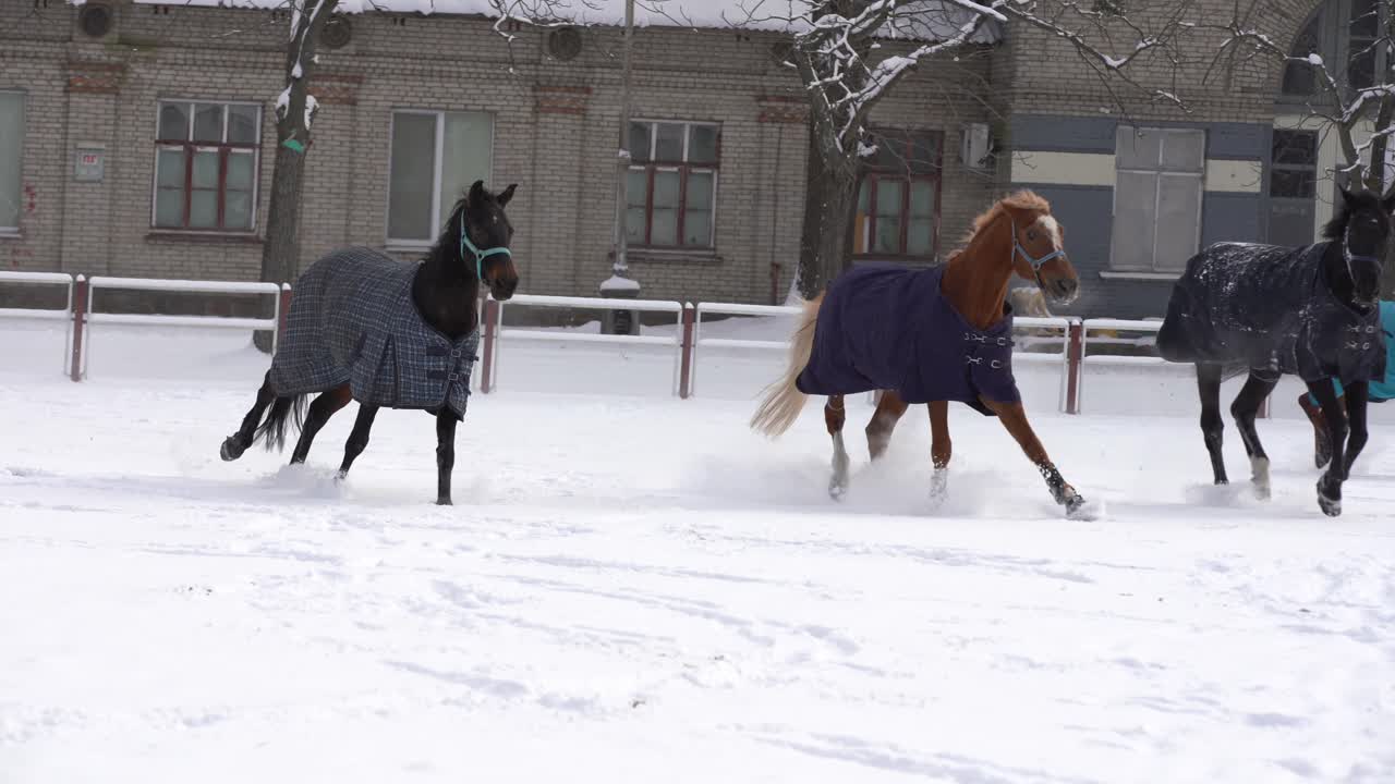 caballo marrón caminando en la nieve, cubierto con una manta para mantenerse caliente durante el invierno, cerca de madera del rancho y árboles en el fondo
