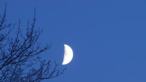 moon in the blue sky in the evening half of winter, timelapse