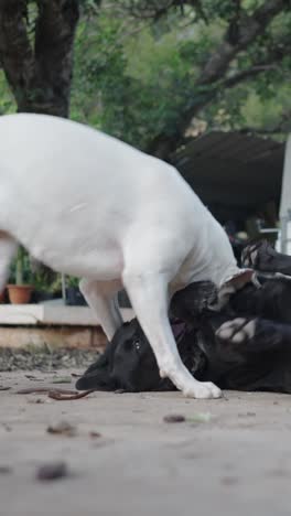 two dogs playfully wrestling outdoors