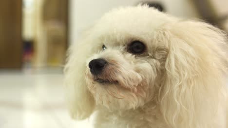 primer plano de un adorable caniche de juguete con una densa capa blanca rizada