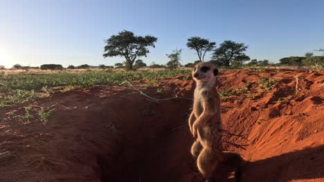 suricate meerkat de pie erguido en la madriguera mirando a su alrededor mientras otro regresa al agujero, kalahari del sur